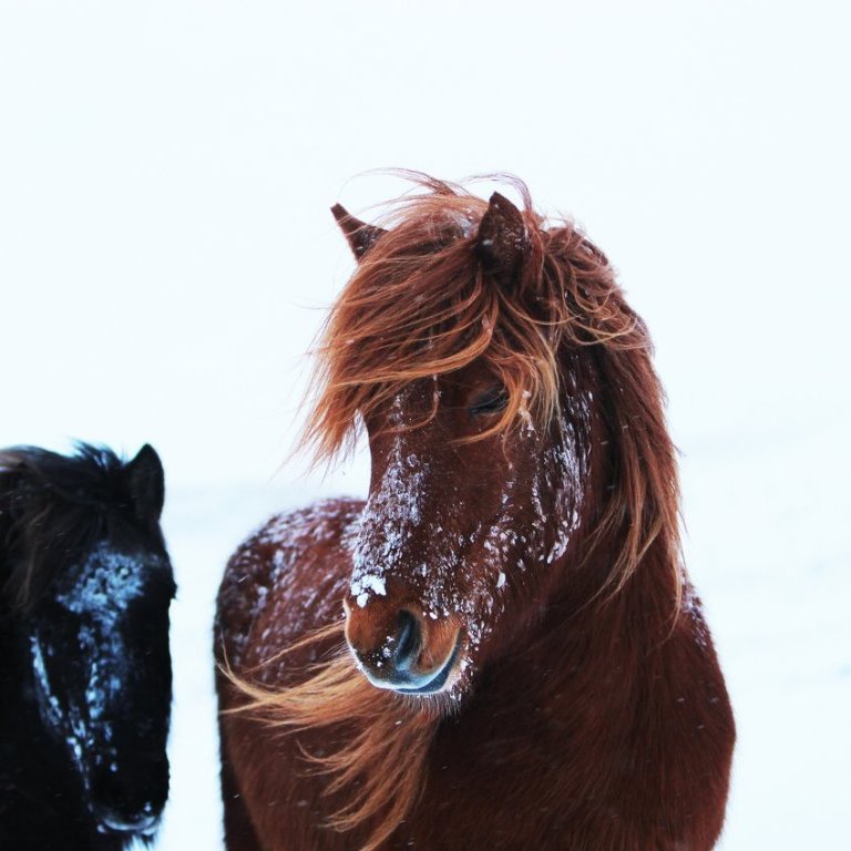 Kynbótasýningar 2025