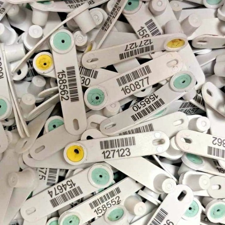 Er búið að taka sýni úr öllum ásettum hrútum? Eru öll sýni tengd við gripi inn í Fjárvís?