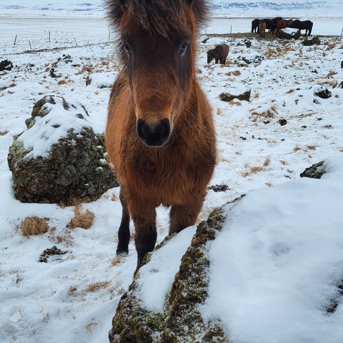 Skýrsluhald - heimarétt WF