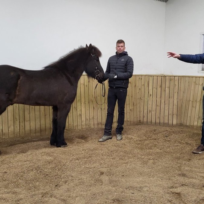 Alþjóðlegu kynbótadómaranámskeiði FEIF lokið