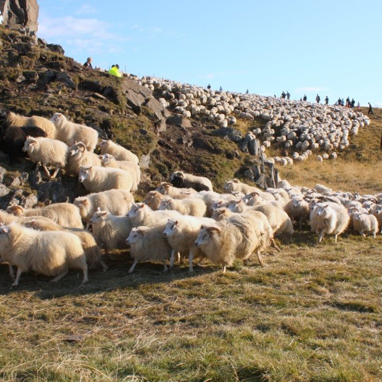 Líflambasala og arfgerðir – er búið að sækja um kaupaleyfi?
