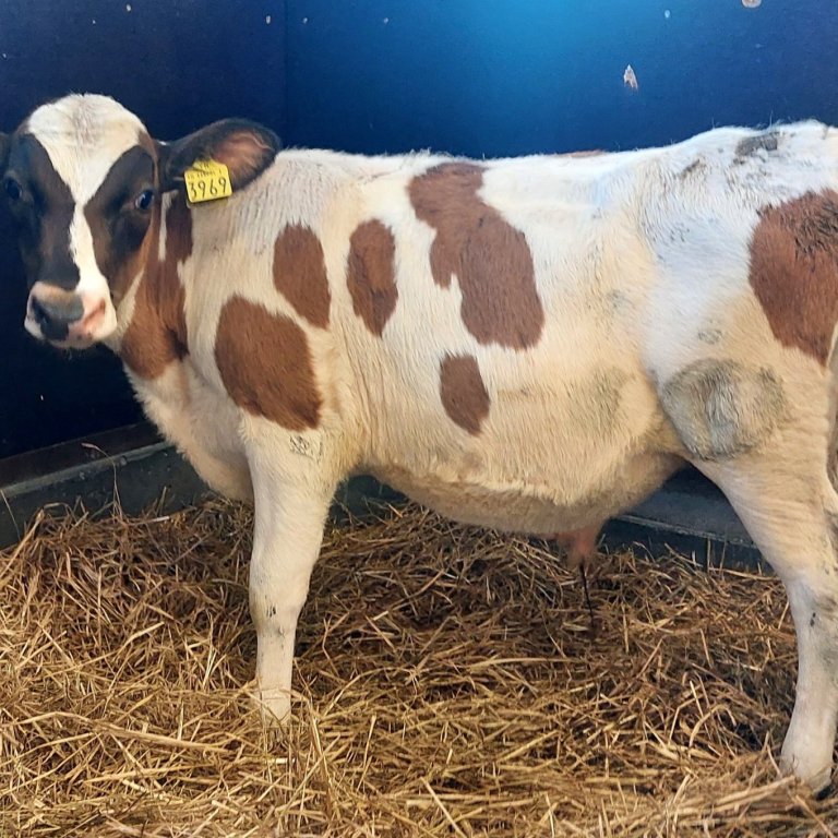 Biggi 24004 frá Flatey á sínum fyrstu dögum á Hesti. Mynd: NBÍ