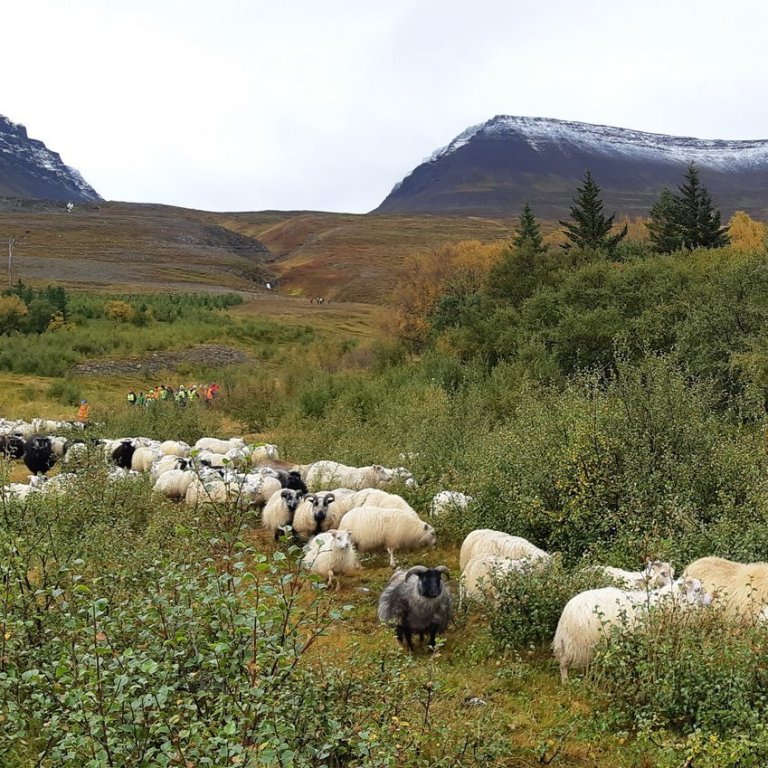 Skil á haustgögnum í Fjárvís