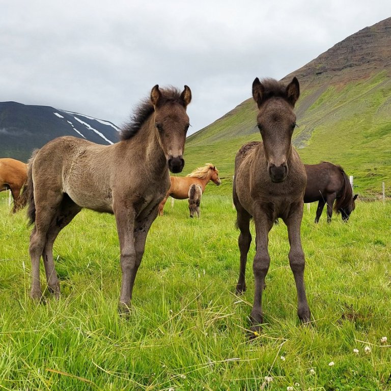 Örmerkingar - munið skil fyrir 1. mars