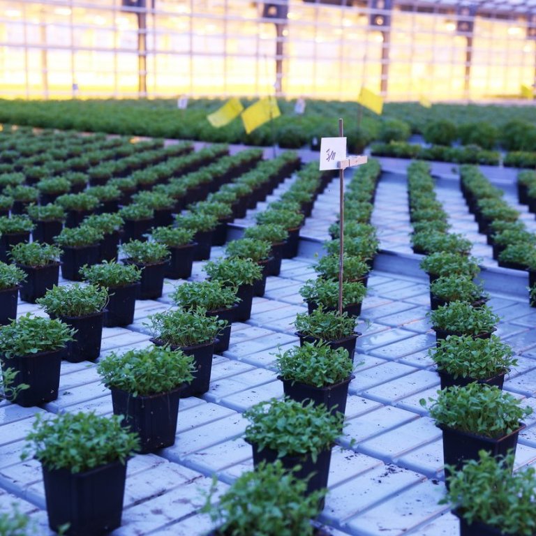 Rekstrargreining garðyrkju