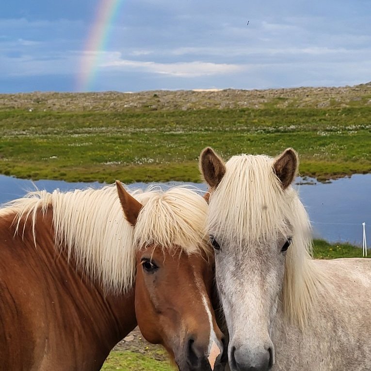 Nýtt skýrsluhaldsár í Worldfeng hefst 1. apríl