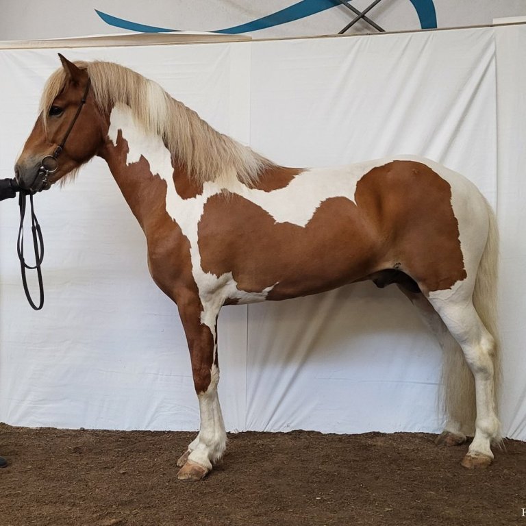 Skráningar á kynbótasýningar vorsins