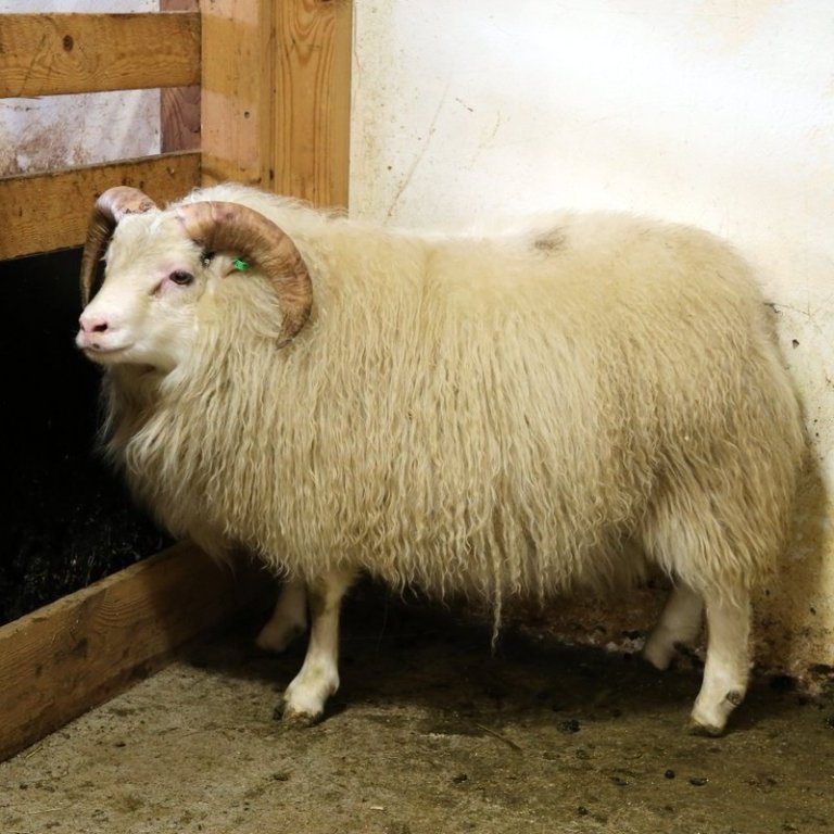 Glampi – grunur um bógkreppu