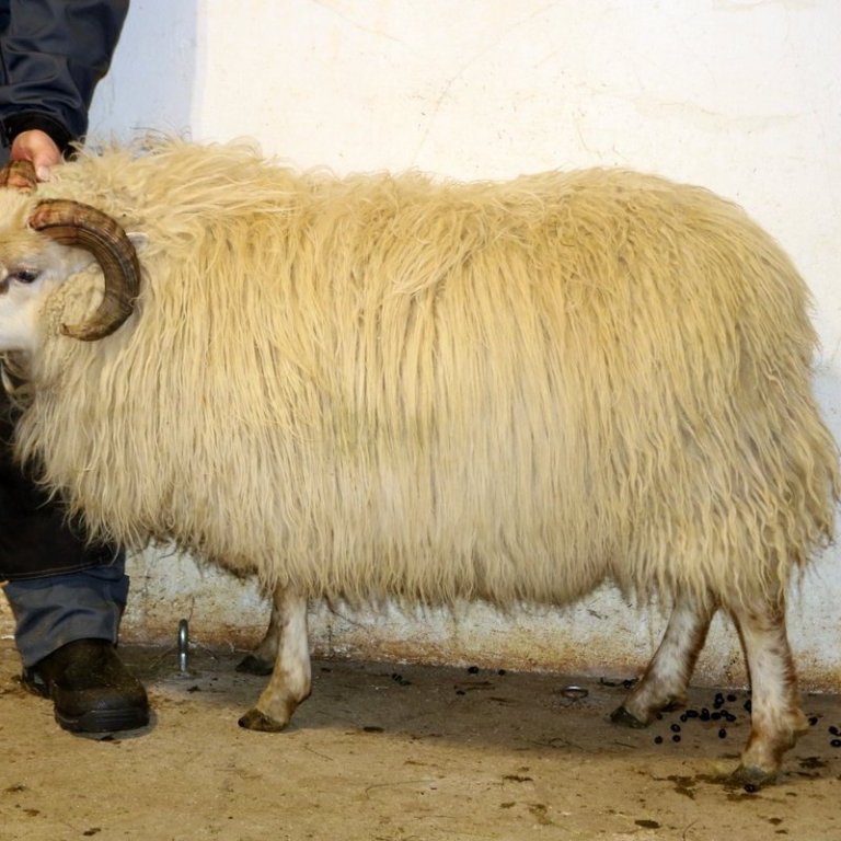 Hólmsteinn með frjósemiserfðavísi