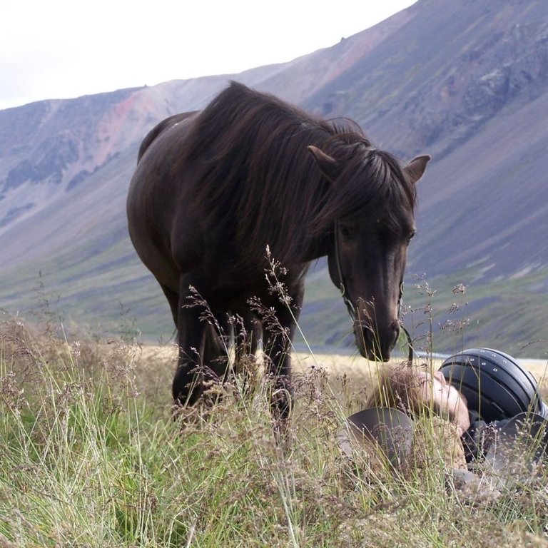 Skráningar á miðsumarssýningar
