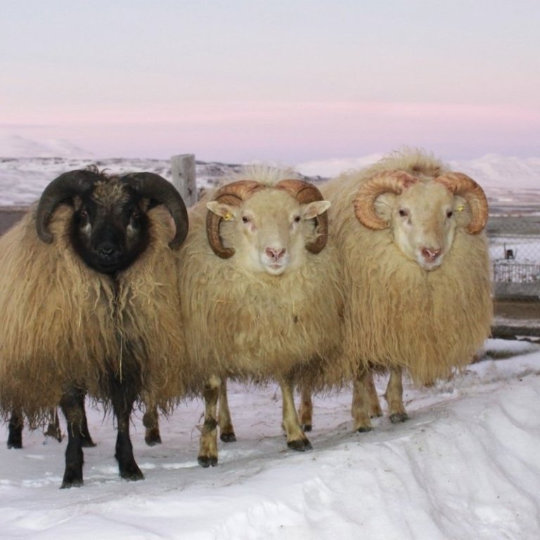 Afkvæmarannsóknir hjá bændum 2025