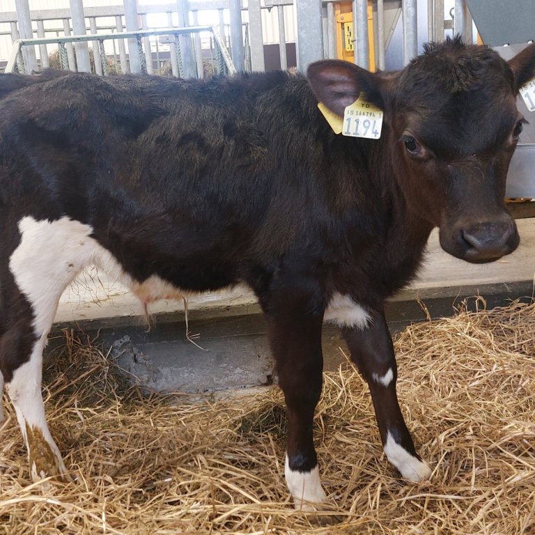 Kynbótaskipulag með erfðamengisúrvali fyrir lítil kúakyn