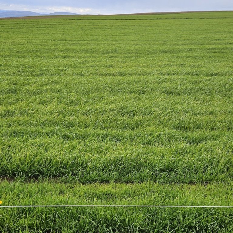 Sáðvörulisti 2026