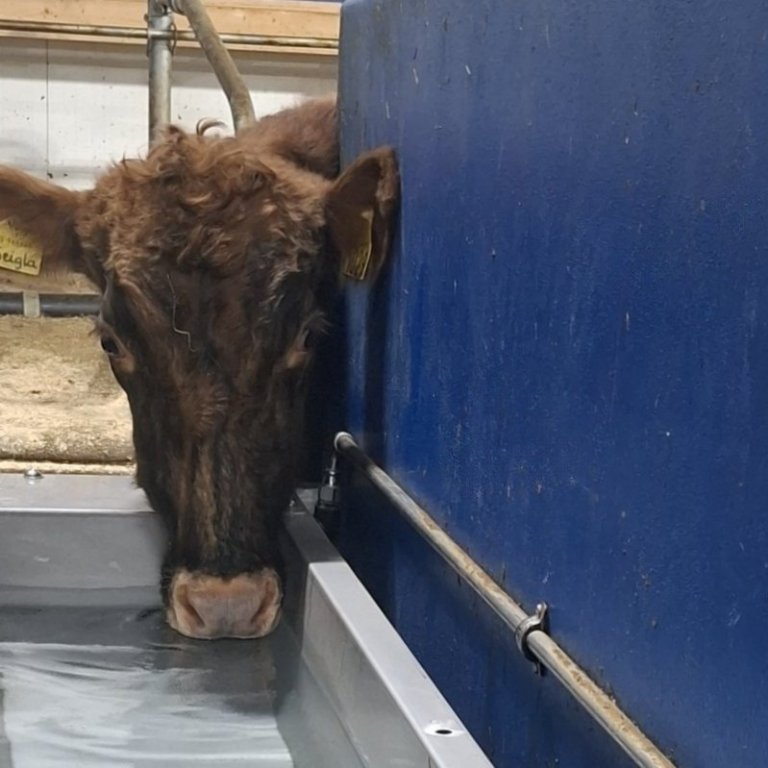 Fræðslufundur – fjósbyggingar, flökkustraumur & atferli kúa