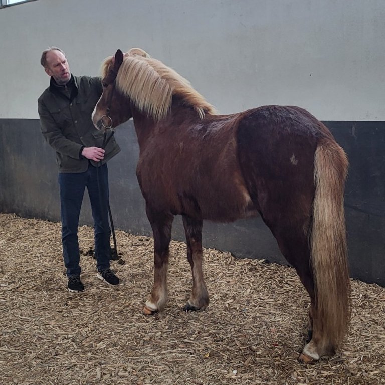 Alþjóðlegum námskeiðum FEIF lokið