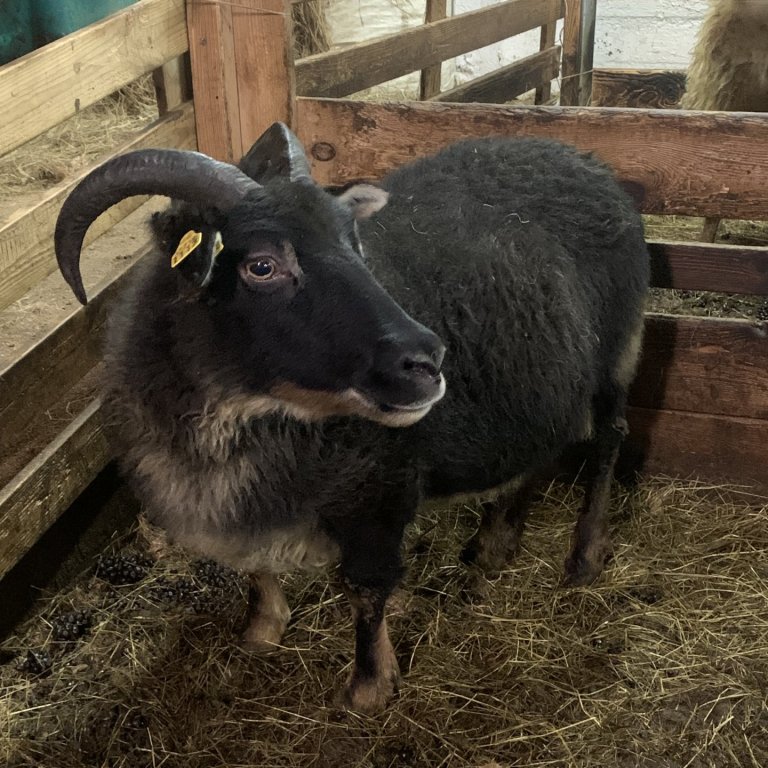 21-117 frá Skammadal