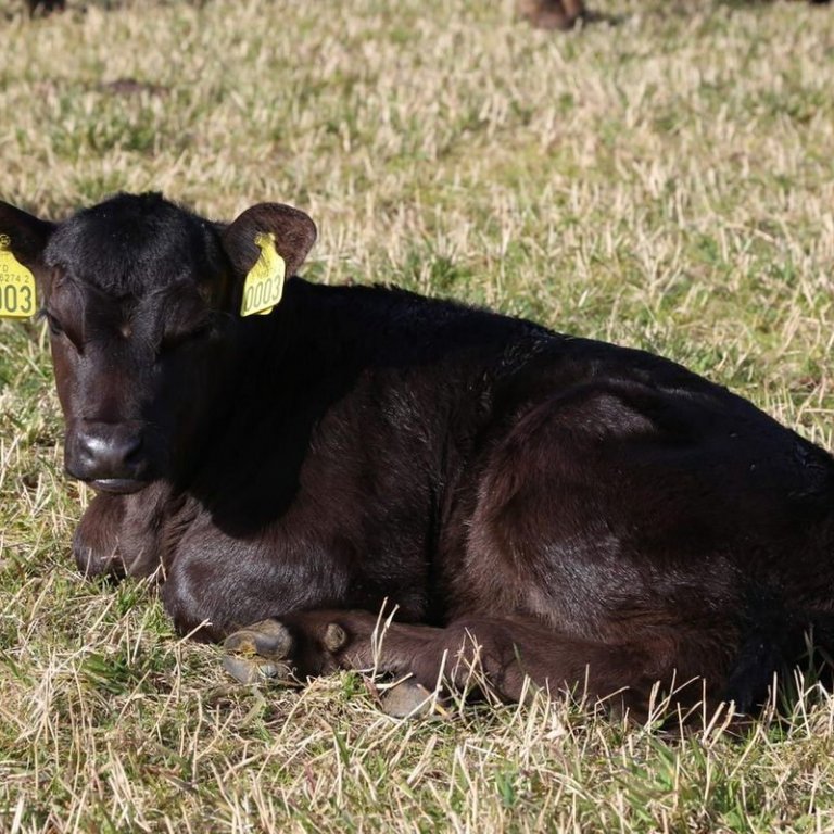 Skýrsla um niðurstöður sæðinga holdakúa 2021