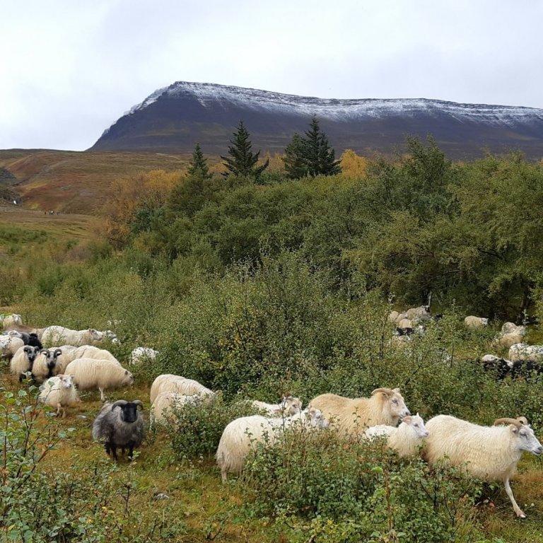 Afkomuvöktun sauðfjárbúa