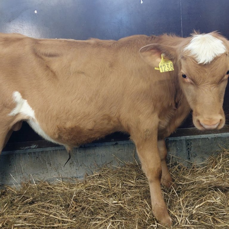 Abraham frá Gýgjarhólskoti í Biskupstungum, sonur Skálda 19036 og Ræmu 969. Mynd frá Nautastöðinni á…