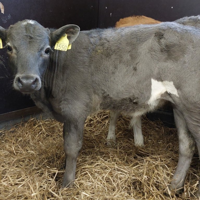 Ægir frá Hlemmiskeiði, f. Tanni 15065, mf. Stáli 14050.