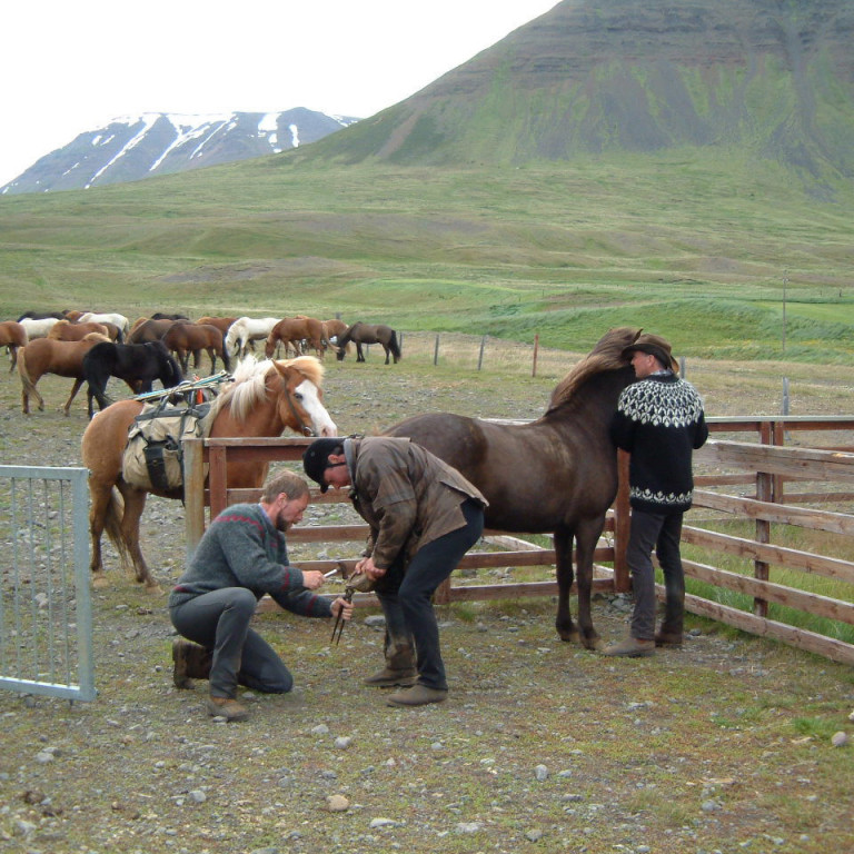 Lokaskráningardagur á allar vorsýningar er 26. maí