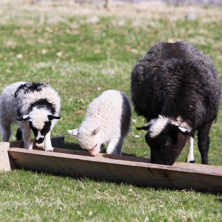 Fréttir af sýnatökum og greiningum