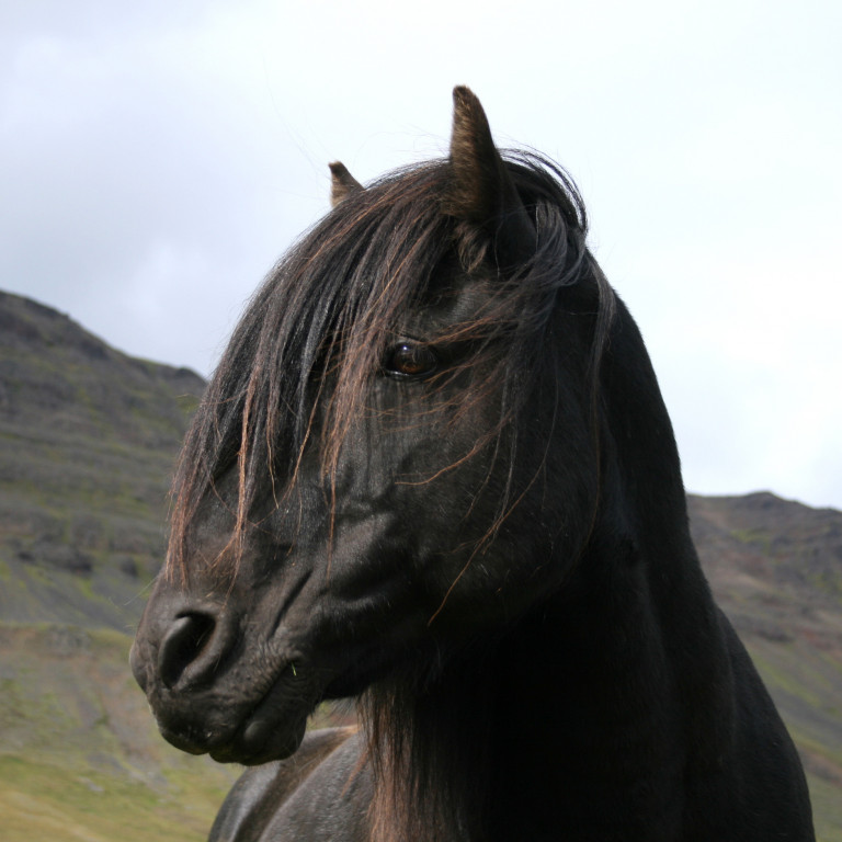 Miðsumarssýningu Hólum - framlengdur skráningarfrestur