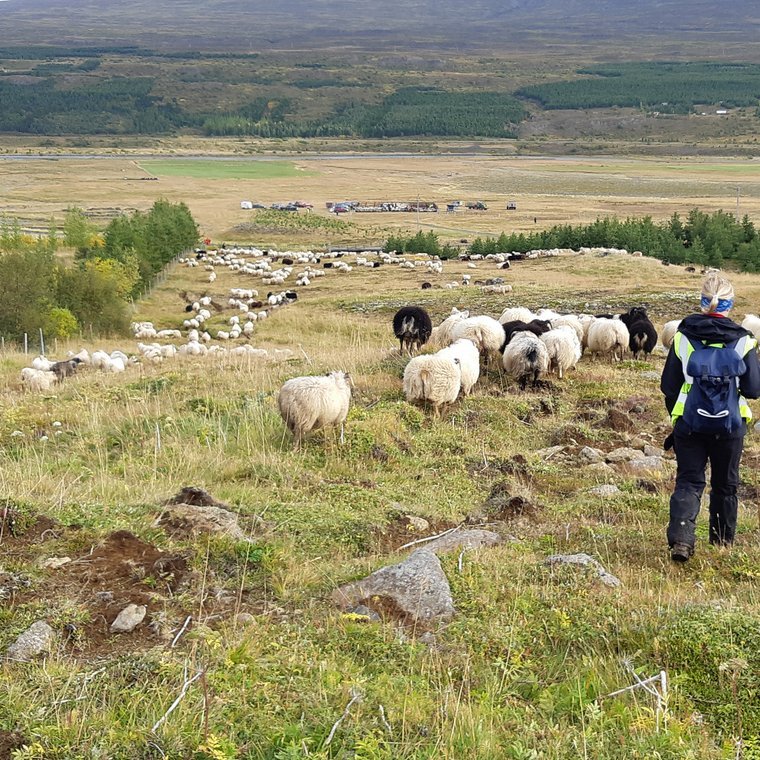 „Þegar halla að hausti fer, heiðin kallar löngum“