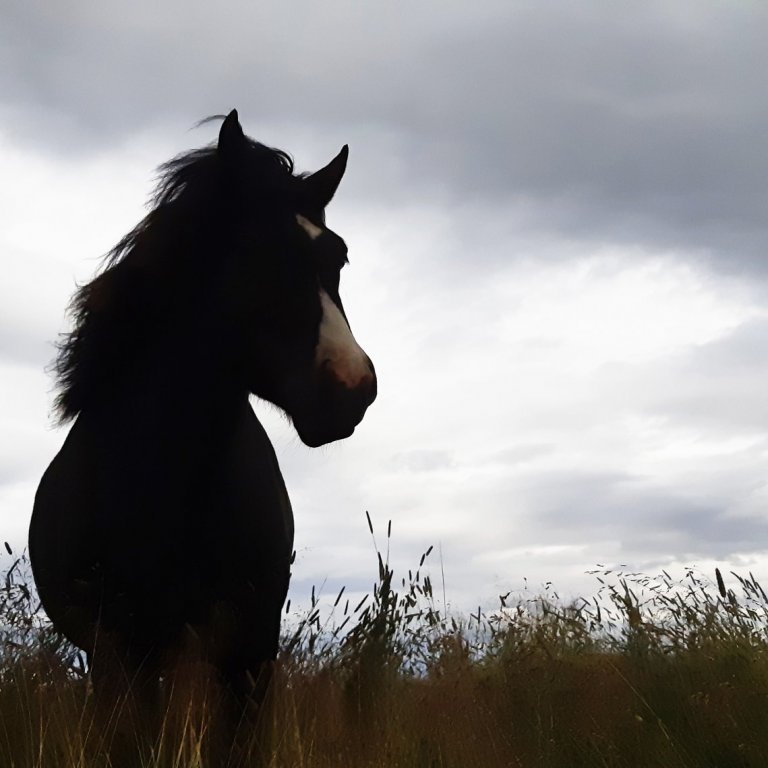 Uppfært kynbótamat í WorldFeng