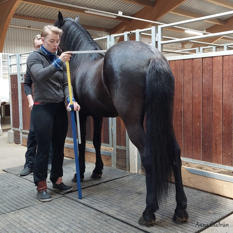 Af kynbótasýningum, molar frá árinu 2023