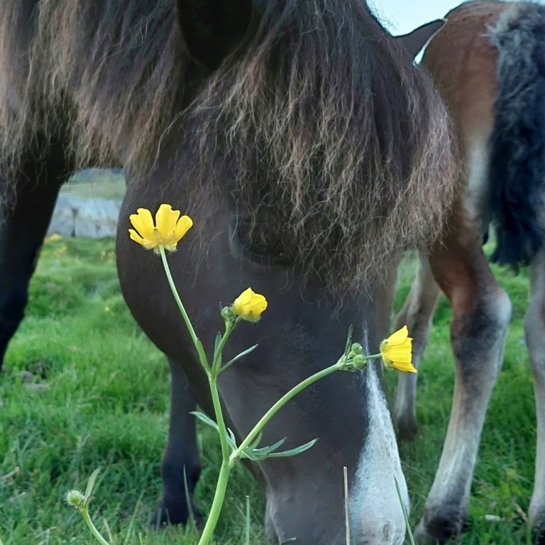 Síðsumarssýning kynbótahrossa á Akureyri - hollaröðun