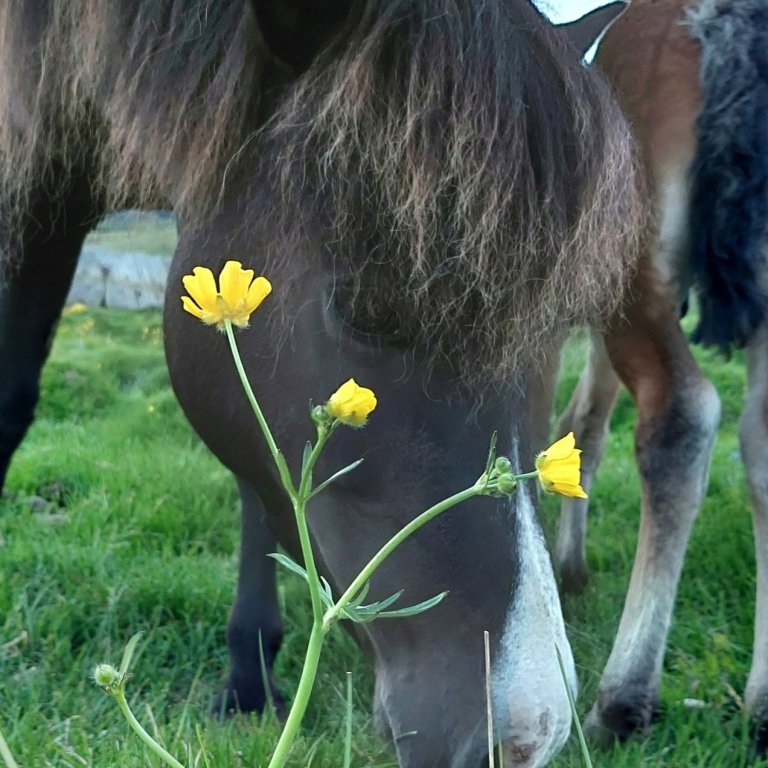 Kynbótasýningasumar 2025
