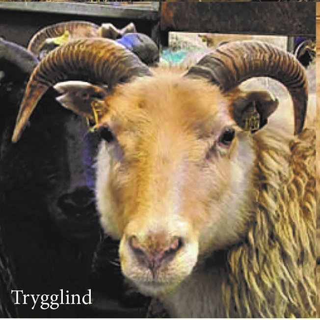 Þrjár „T137 kindur“ bætast í hópinn á Sveinsstöðum