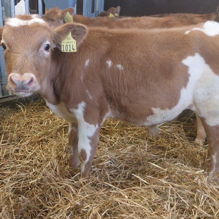 Ási frá Ásum í Gnúpverjahreppi, undan Jarfa 16016 og Áttu 888.