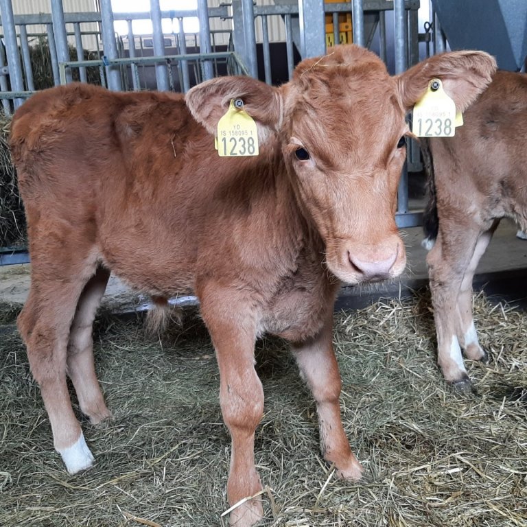 Auðunn frá Hjartarstöðum í Eiðaþinghá. Faðir hans er Ýmir 13051 frá Klauf í Eyjafirði. Móðir er Auðu…