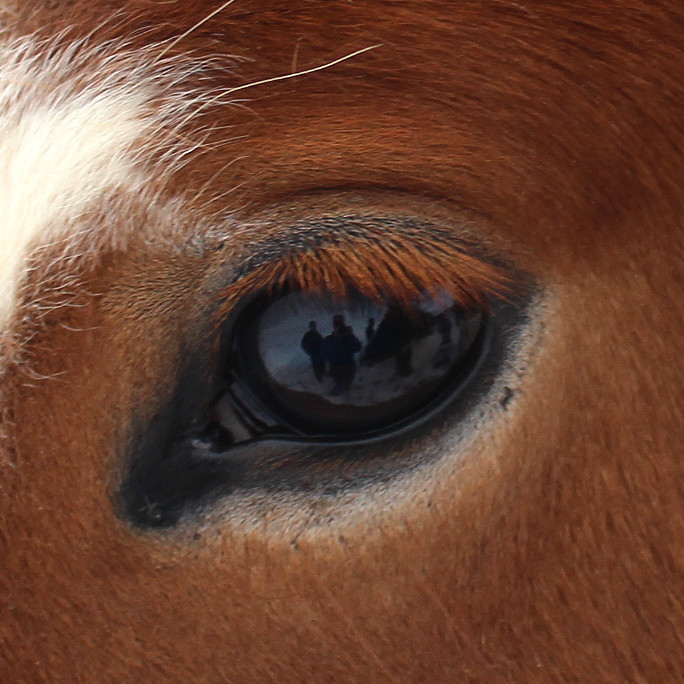 Hollaröð á yfirliti Hólar 8. júní