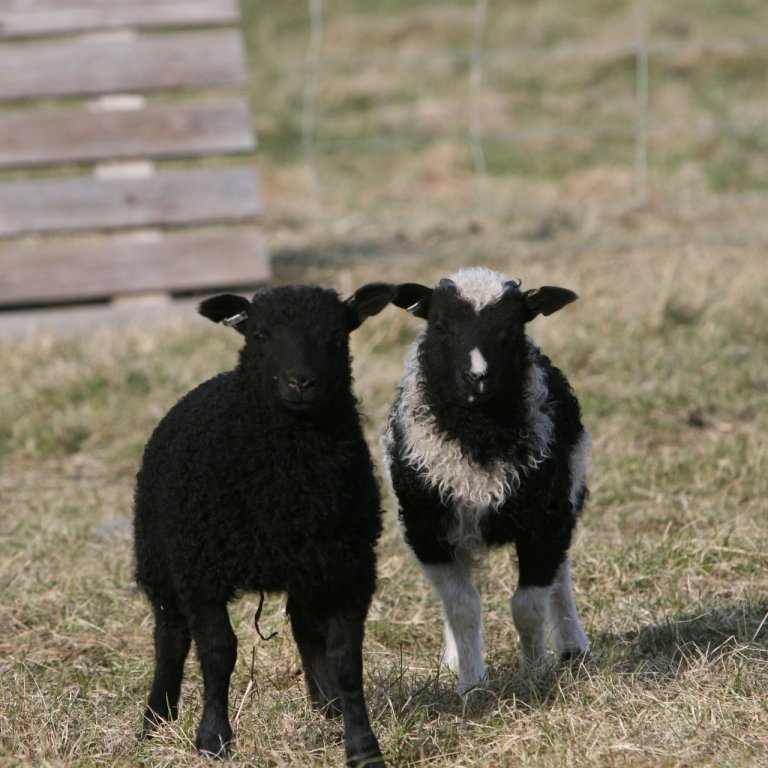 Lean í sauðburðinum