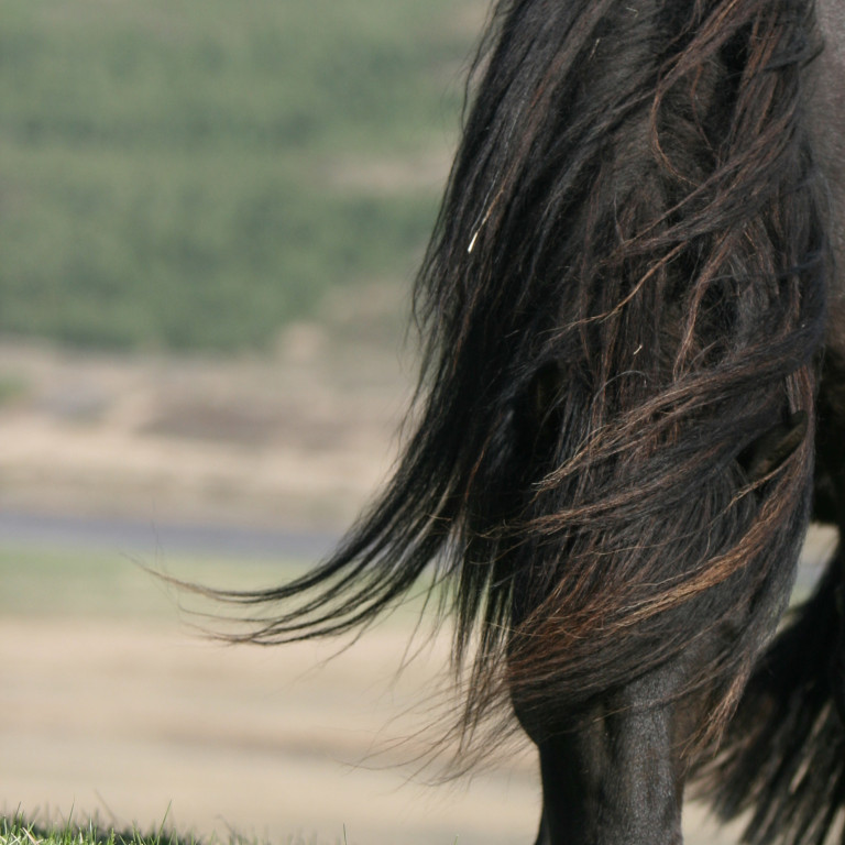 Röðun hrossa á kynbótasýningu í Spretti 12. til 16. júní