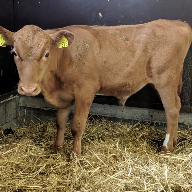 Bangsi frá Kambsstöðum í Ljósavatnsskarði. Faðir Hálfmáni 13022, móðir Rönd 268.