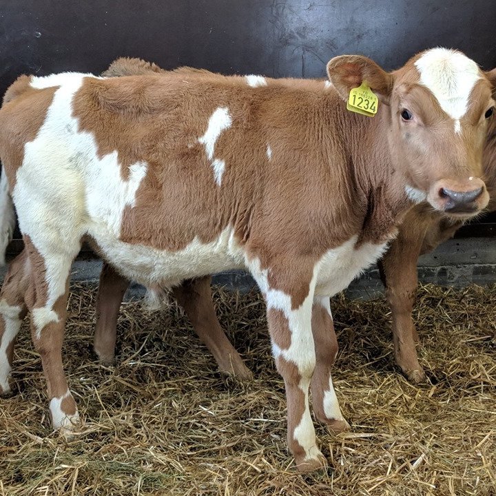 Bessi frá Brúnastöðum í Flóahreppi. Faðir: Dropi 10077, móðir Auðsæld 1034 á Brúnastöðum.