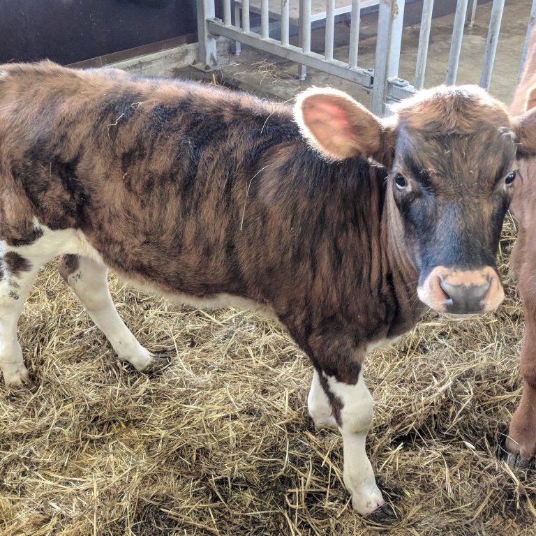 Biðill frá Torfum í Eyjafjarðarsveit - undan Gými 11007 og Brúði 448