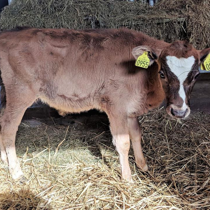 Blesi frá Búvöllum í Aðaldal