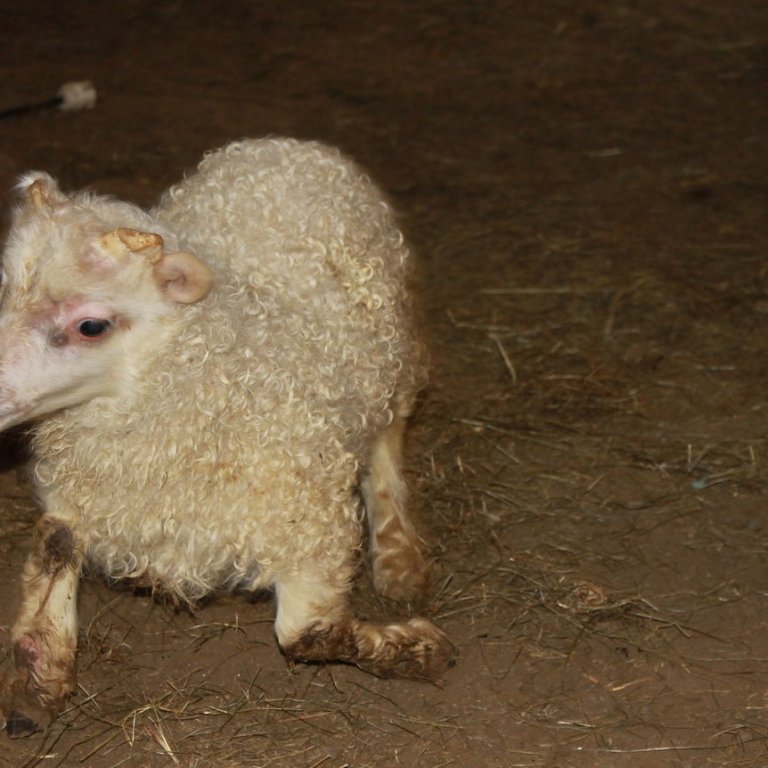 Bógkreppa – sýnataka