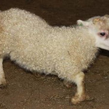 Mikilvægt að tilkynna bógkreppu eða aðra hugsanlega erfðagalla