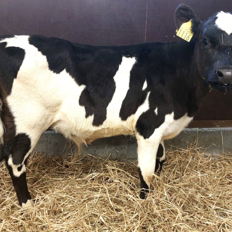 Bolli frá Miðskógi í Miðdölum, sonur Rakelar 872 og Keilis 20031.