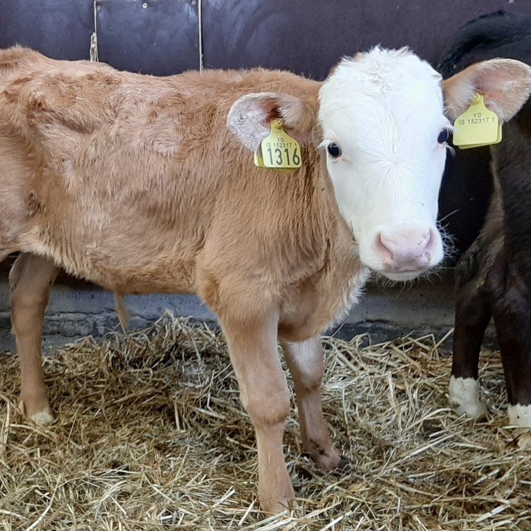 Bónus frá Hvammi á Galmaströnd, undan Sjarma 12090 og Kirí 1075