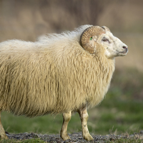 Börkur 13-952 frá Efri-Fitjum