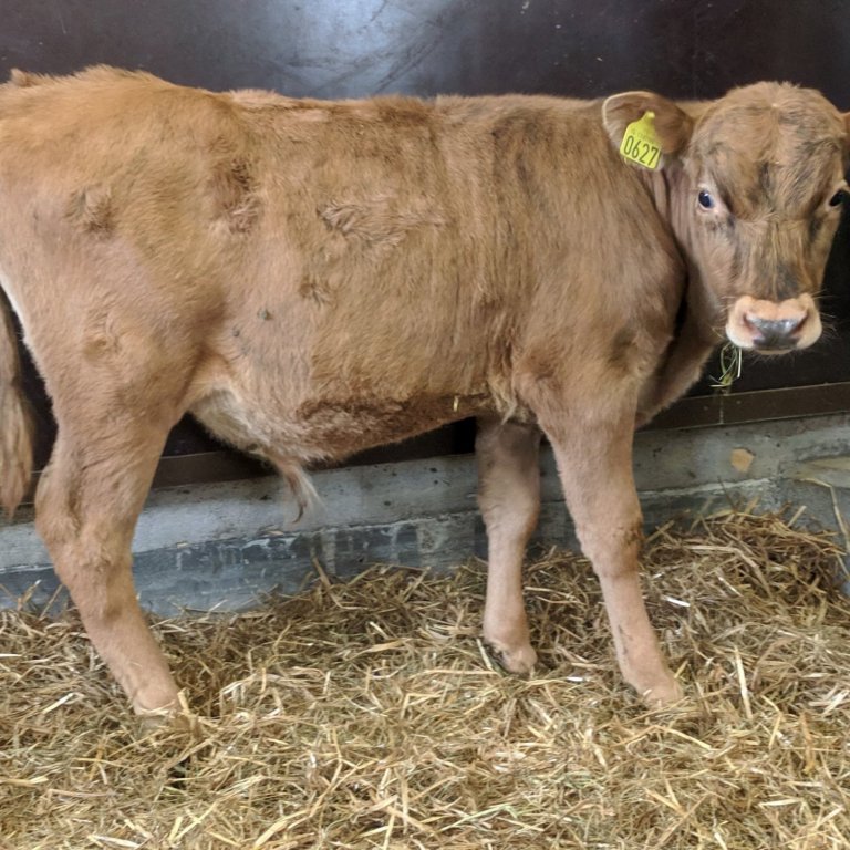 Brandur frá Glitstöðum í Norðurárdal - undan Lúðri 10067 og og Sóleyju 505