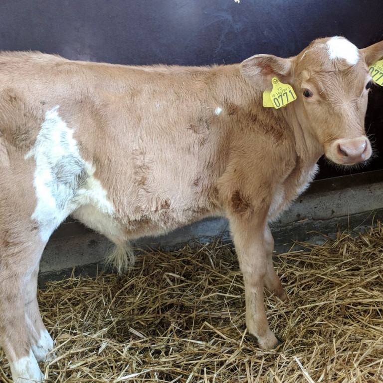 Breki frá Kotlaugum í Hrunamannahreppi