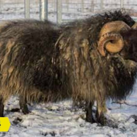 Kynbótamat fyrir mjólkurlagni uppfært